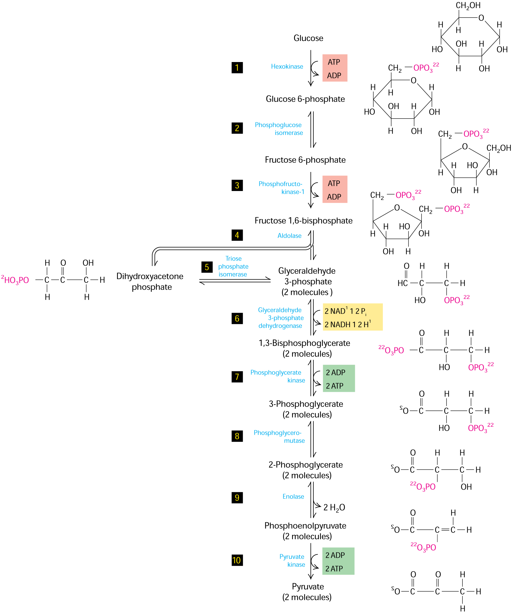 Figure 12-3. The glycolytic pathway. A series of 10 reactions degrades glucose to pyruvate. Two reactions consume ATP, forming ADP and phosphorylated sugars (red); two generate ATP from ADP by substrate-level phosphorylation (green); and one yields NADH by reduction of NAD+ (yellow).