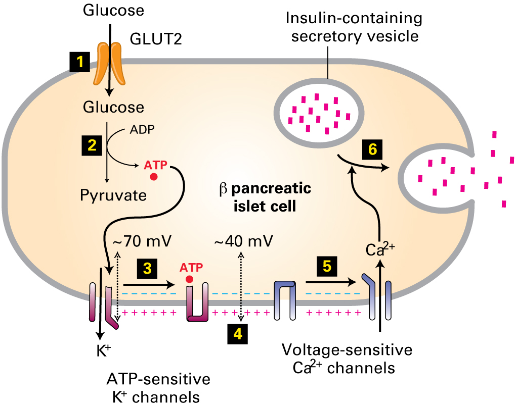 Figure 16-39. Secretion of insulin in response to a rise in blood glucose. The entry of glucose into pancreatic β cells is mediated by the GLUT2 glucose transporter (step 1). Because the Km for glucose of GLUT2 is 20 mM, a rise in extracellular glucose from 5 mM, characteristic of the fasting state, causes a proportional increase in the rate of glucose entry (see Figure 11-4). The conversion of glucose into pyruvate is thus accelerated, resulting in an increase in the concentration of ATP in the cytosol (step 2). The binding of ATP to ATP-sensitive K+ channels in the β cells closes those channels (step 3), thus reducing the efflux of K+ ions from the cell. The resulting small depolarization of the plasma membrane (step 4) triggers the opening of voltage-sensitive Ca2+ channels (step 5). The influx of Ca2+ ions raises the cytosolic Ca2+ concentration, triggering the fusion of insulin-containing secretory vesicles with the plasma membrane and the secretion of insulin (step 6).