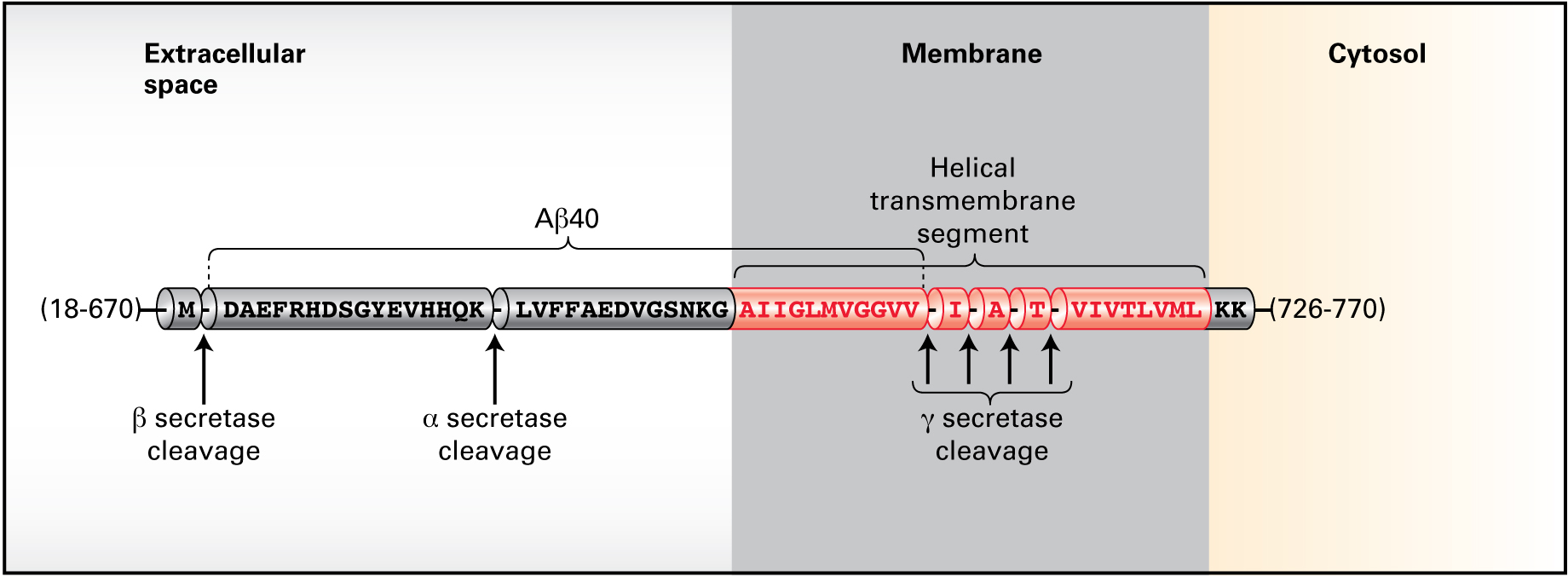 APP cleavage sites, relative to the APP position in the cell membrane. APP can be cleaved in the extracellular domain by  β-secretase or α-secretase. Cleavage by γ-secretase in the helical transmembrane segment may occur at any of four sites, denoted by slashes: AIIGLMVGGVV/I/A/T/VIVTLVML