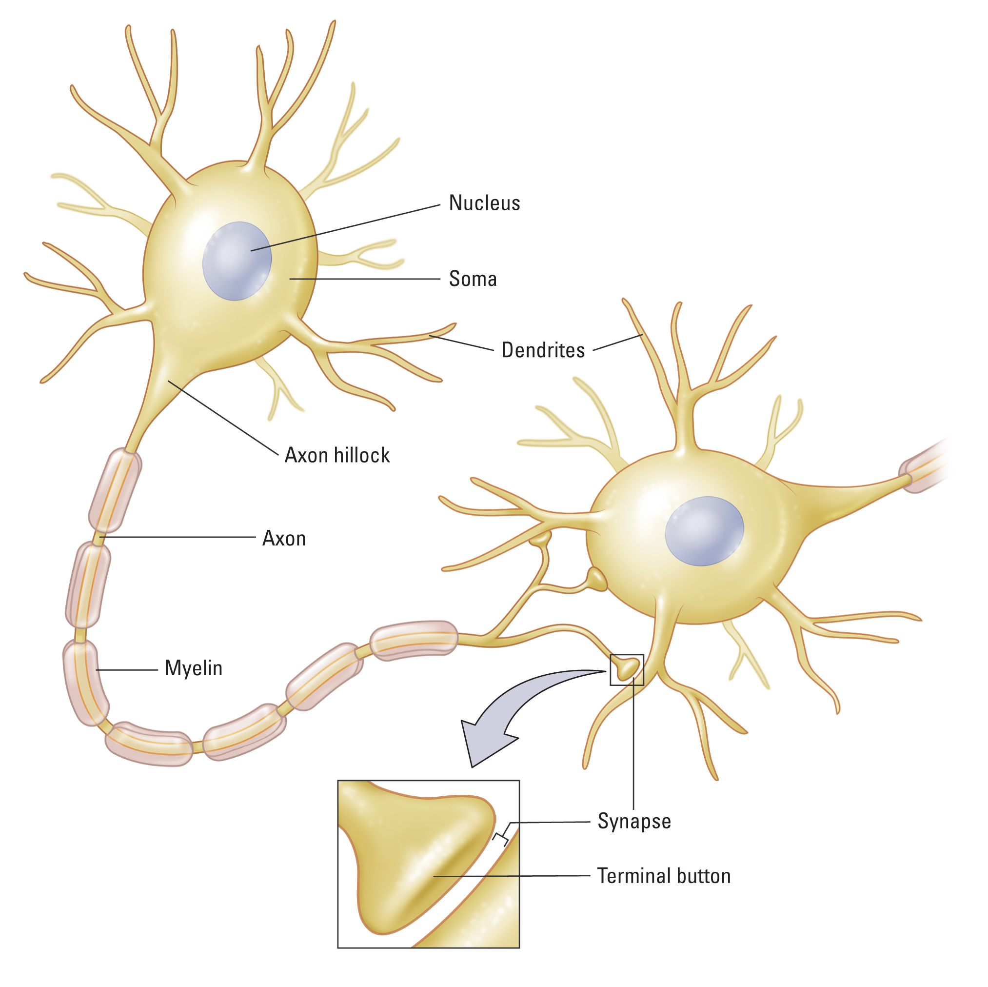 Structure of a neuron. The soma is its bulbous part which contains nucleus in the center. There are several short branched extensions of the cell which are called dendrites. The cell also has one long and slender projection named axon. Axon arises from the axon hillock which is the protrusion of the soma. Axon is covered with myelin sheath which is divided into segments interspersed with unmyelinated sections. Dilatation at the end of an axon is called terminal button. It moves closer to a dendrite of another neuron forming a synapse.