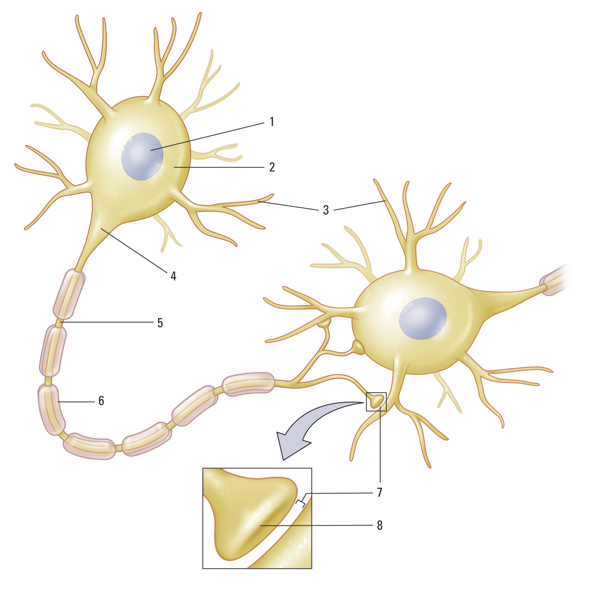 Structure of a neuron and its contact with another neuron.