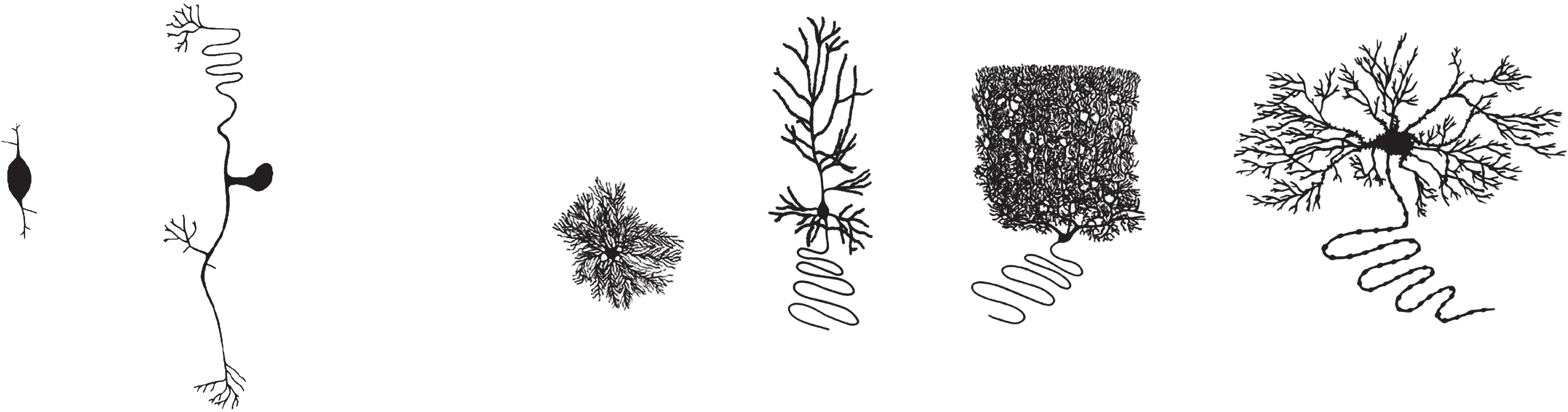 Various neurons with different composition. The first neuron has one short dendrite which hardly branches and one short axon. The second neuron has one long dendrite and one long axon, both branching a little. The third neuron has multiple highly branching dendrites. The fourth neuron has one long unbranching axon and several long branching dendrites. The fifth neuron has one long unbranching axon and multiple highly branched dendrites. The sixth neuron has one long unbranched axon and several extensively branched dendrites.