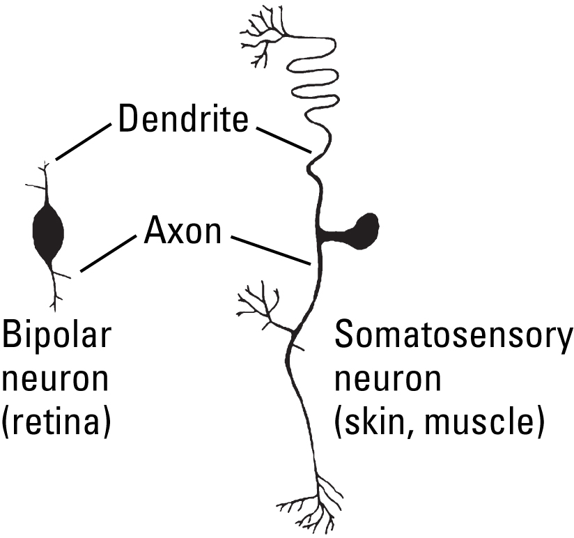 Two examples of sensory neurons: bipolar neuron of the retina and somatosensory neuron of skin or muscle. The first has one short dendrite which hardly branches and one short axon. The second has one long dendrite and one long axon, both branching a little