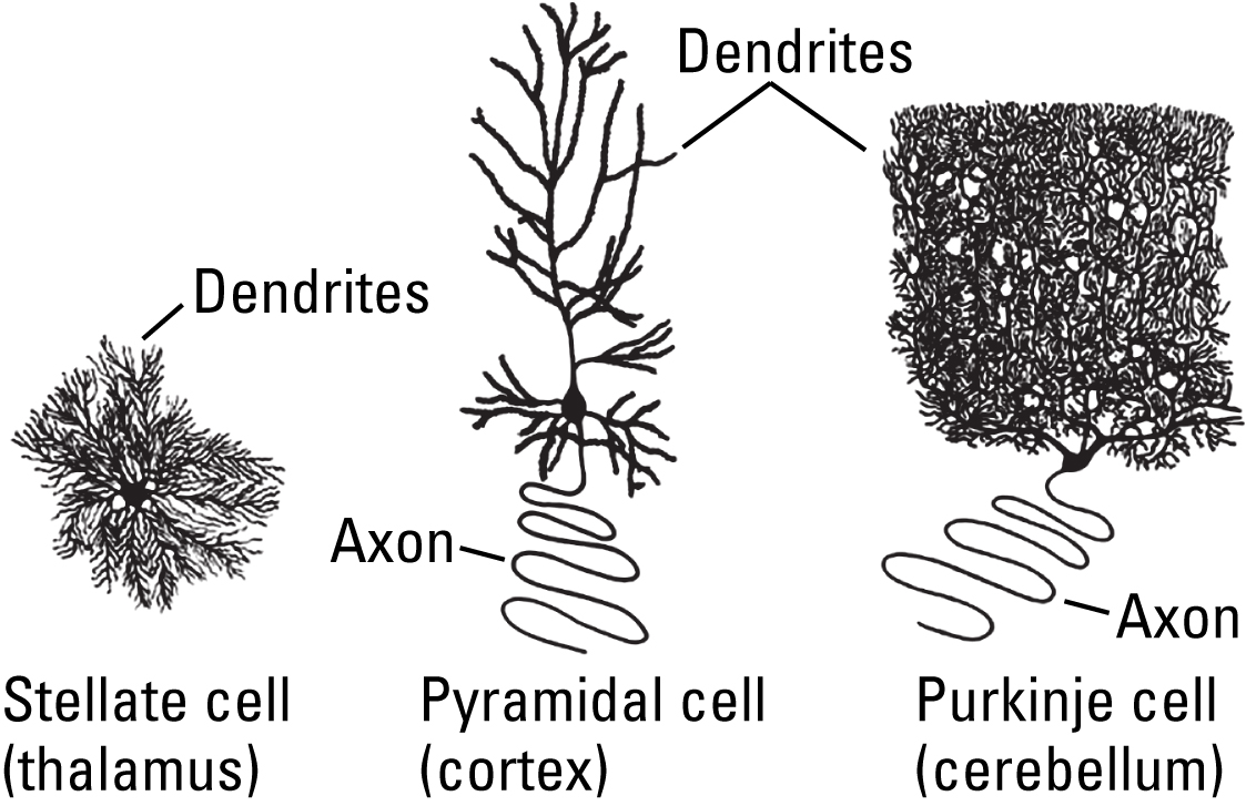 Three examples of interneurons: stellate cell of the thalamus, pyramidal cell of the cortex and Purkinje cell of the cerebellum. The first has multiple highly branching dendrites. The second has one long unbranching axon and several long branching dendrites. The third has one long unbranching axon and multiple highly branched dendrites.