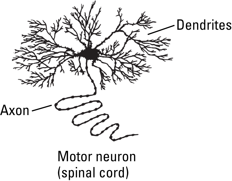 An example of motor neurons: motor neuron of the spinal cord. It has one long unbranched axon and several extensively branched dendrites.