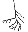 An axon with a high level of terminal branching.