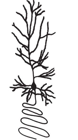Neuron with one long unbranching axon and several long branching dendrites.