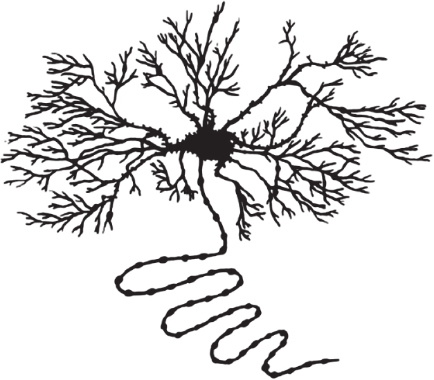 A neuron which has one long unbranched axon and several extensively branched dendrites.