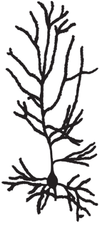 A neuron with about 10 dendrites.