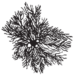 A neuron with about 20 dendrites.