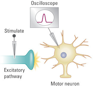 A general scheme of an experiment. En excitatory impulse received by a motor neuron leads to its brief depolarisation which is registrated by oscilloscope.