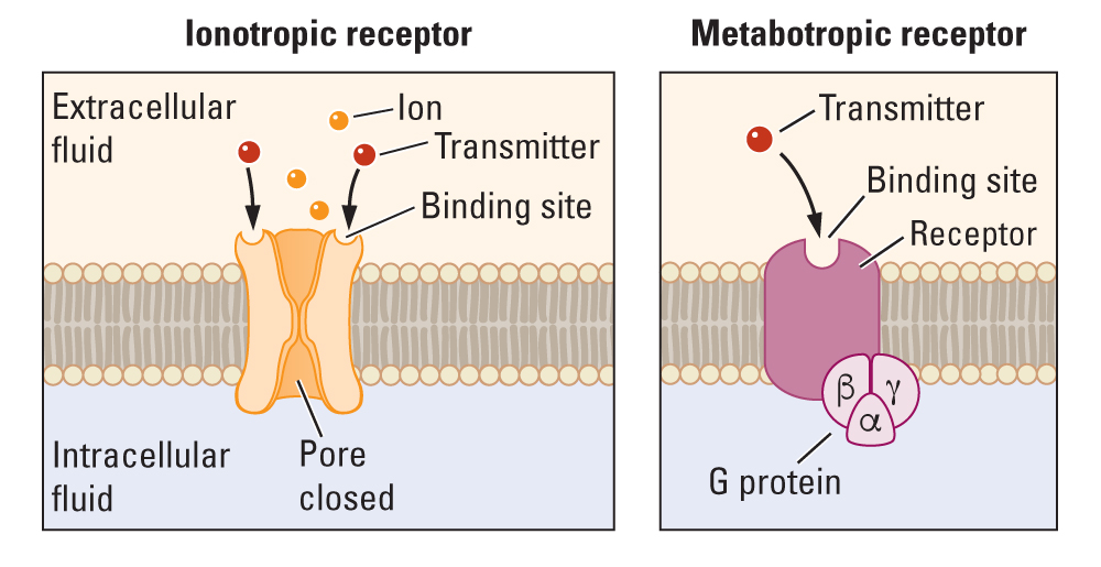 Schemes of the ionotropic and metabotropic receptors. Ionotropic receptor is embedded in cell membrane. It has binding site on the extracellular side and a pore which is closed in absence of a transmitter. Metabotropic receptor is embedded in cell mebrane. It does not have any channel. It has binding site on the extracellular side and carries a G-protein on the intracellular side. 
