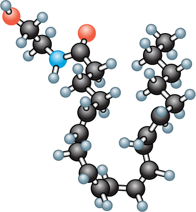 Molecule of a lipid transmitter.