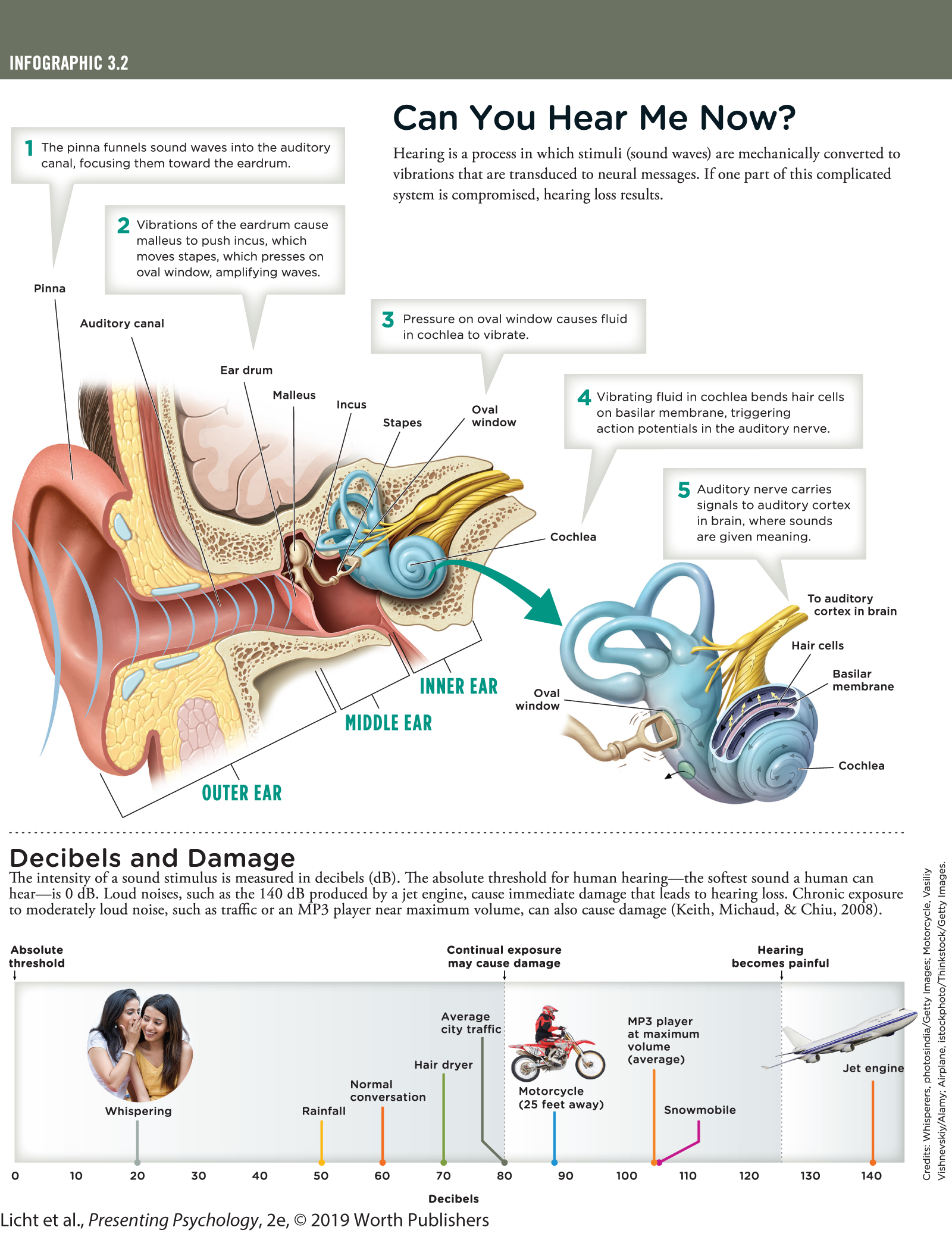 An infographic titled, Can You Hear Me Now? examines a cross-section of the ear. You can read full description from the link below