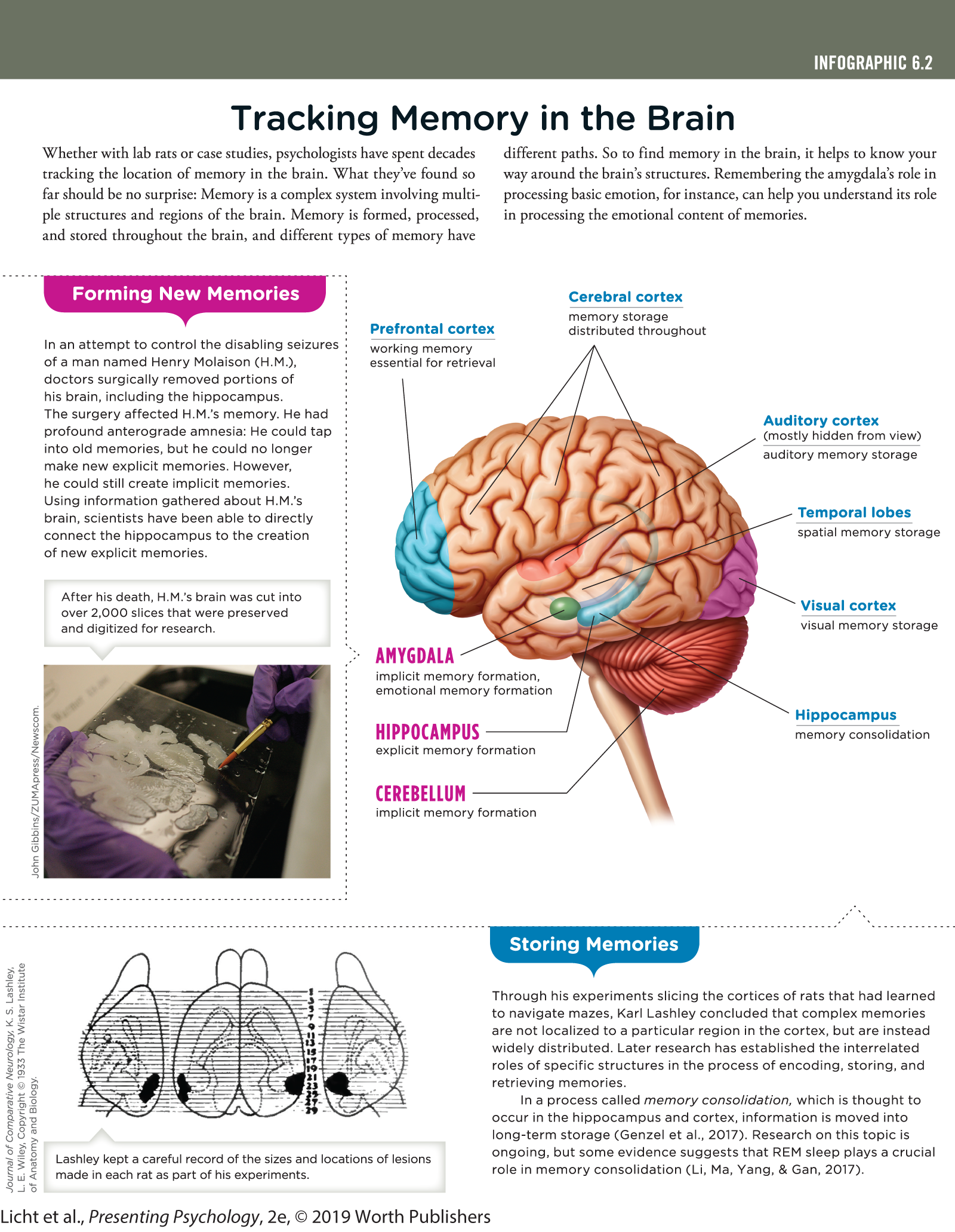 An infographic titled, Tracking Memory in the Brain explains instances of forming new memories and storing memories based on examples. You can read full description from the link below