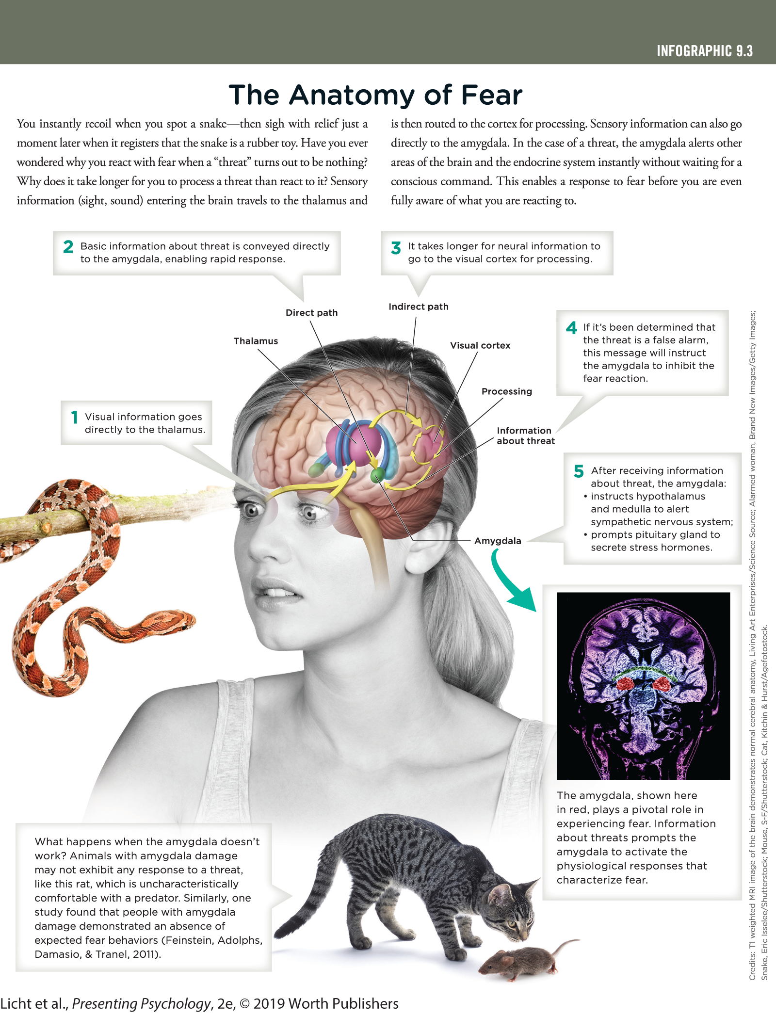 An infographic describes the anatomy of fear with a photograph of a woman looking at a snake and an illustrated, labeled brain superimposed over her head. You can read full description from the link below