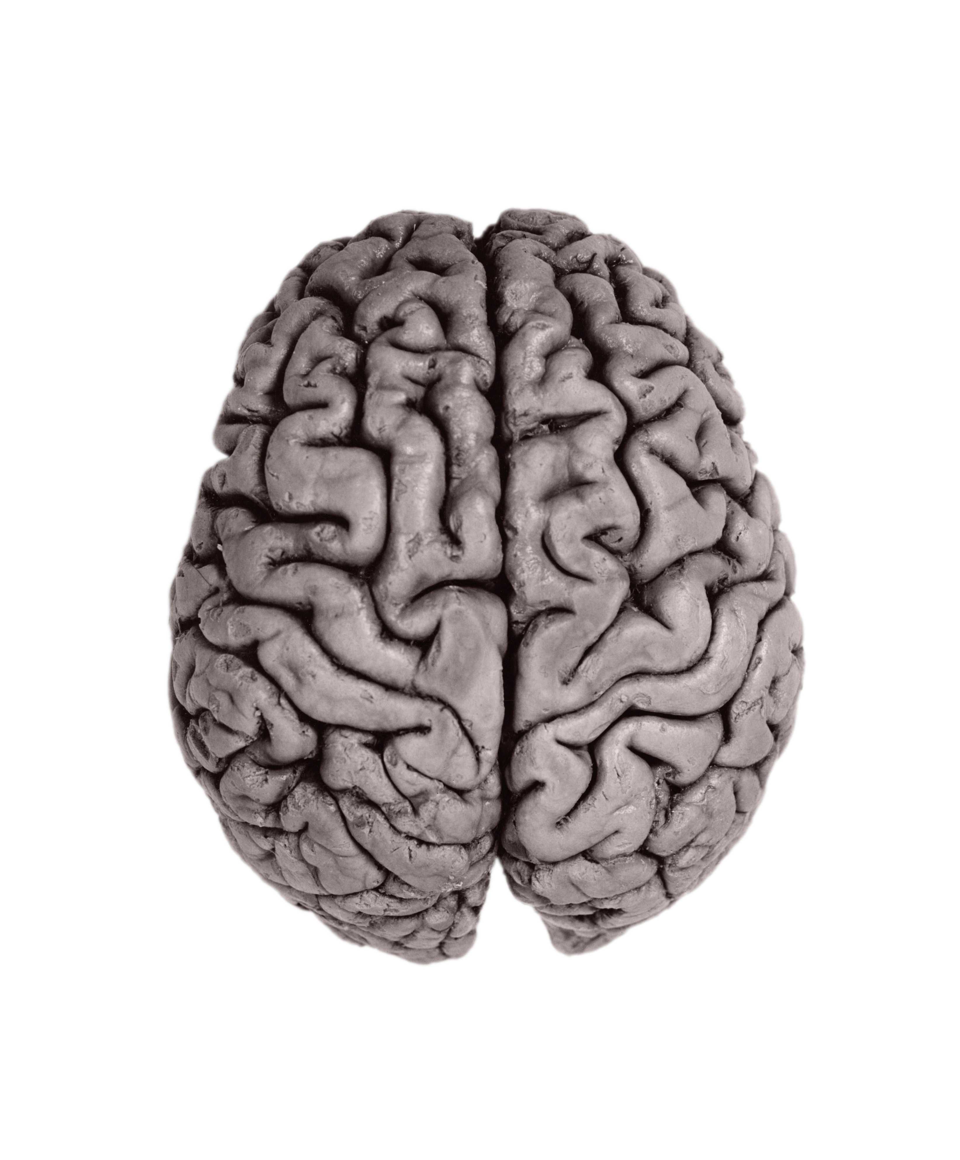Two hemispheres of a human brain.