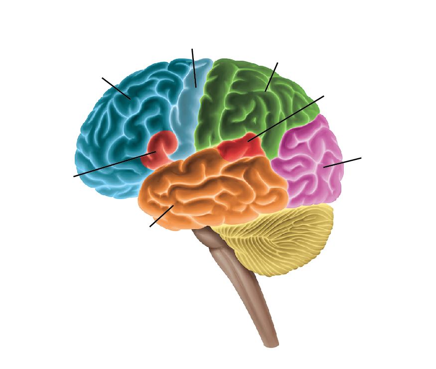 Diagram of a side view of a human brain. Lobes and areas of the brain are highlighted.