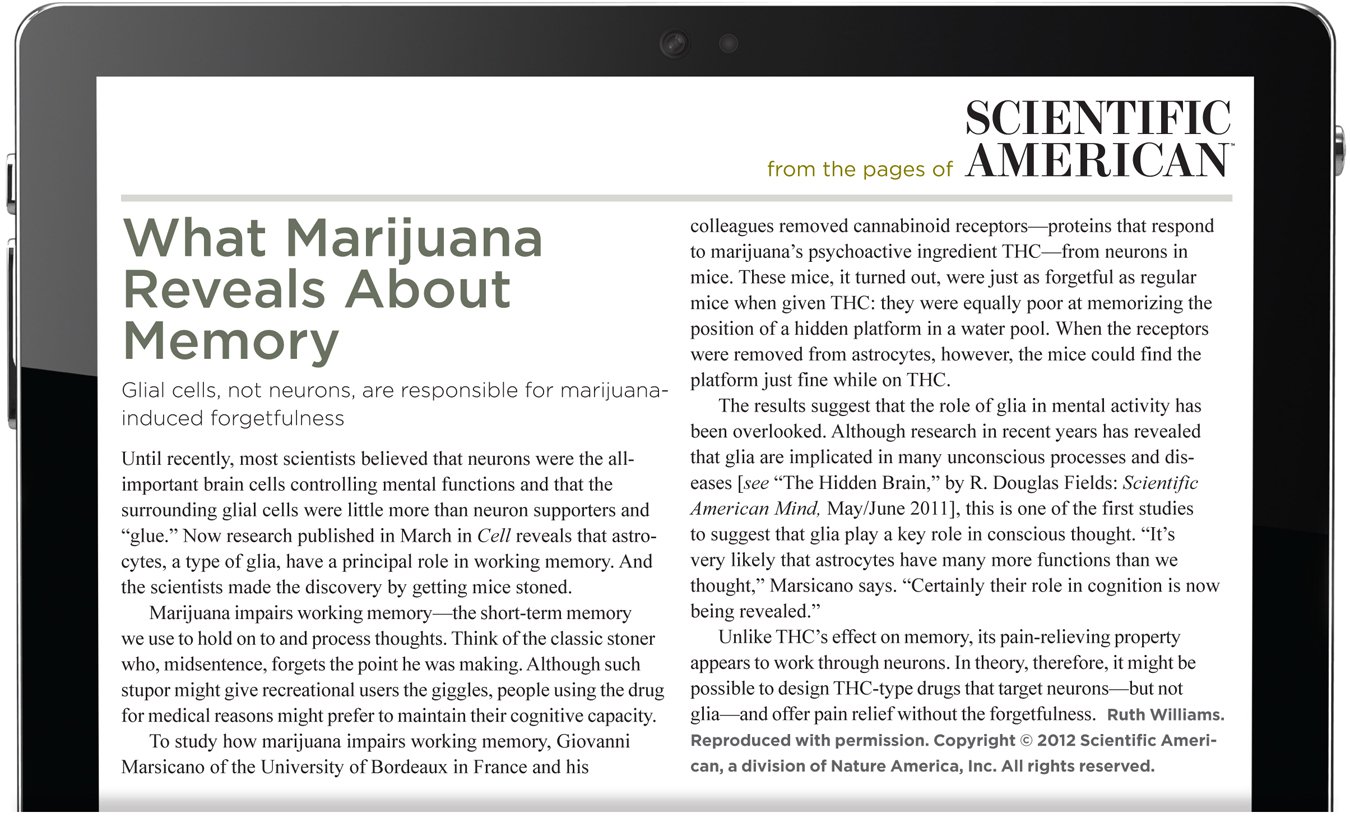 From the pages of Scientific American. What Marijuana Reveals About Memory. Glial cells, not neurons, are responsible for marijuana - induced forgetfulness. Until recently, most scientists believed that neurons were the all-important brain cells controlling mental functions and that the surrounding glial cells were little more than neuron supporters and “glue.” Now research published in March in Cell reveals that astrocytes, a type of glia, have a principal role in working memory. And the scientists made the discovery by getting mice stoned. Marijuana impairs working memory—the short-term memory we use to hold on to and process thoughts. Think of the classic stoner who, midsentence, forgets the point he was making. Although such stupor might give recreational users the giggles, people using the drug for medical reasons might prefer to maintain their cognitive capacity. To study how marijuana impairs working memory, Giovanni Marsicano of the University of Bordeaux in France and his colleagues removed cannabinoid receptors—proteins that respond to marijuana’s psychoactive ingredient THC—from neurons in mice. These mice, it turned out, were just as forgetful as regular mice when given THC: they were equally poor at memorizing the position of a hidden platform in a water pool. When the receptors were removed from astrocytes, however, the mice could find the platform just fine while on THC. The results suggest that the role of glia in mental activity has been overlooked. Although research in recent years has revealed that glia are implicated in many unconscious processes and diseases [see “The Hidden Brain,” by R. Douglas Fields: Scientific American Mind, May/June 2011], this is one of the first studies to suggest that glia play a key role in conscious thought. “It’s very likely that astrocytes have many more functions than we thought,” Marsicano says. “Certainly their role in cognition is now being revealed.” Unlike THC’s effect on memory, its pain-relieving property appears to work through neurons. In theory, therefore, it might be possible to design THC-type drugs that target neurons—but not glia—and offer pain relief without the forgetfulness. The author is Ruth Williams. Reproduced with permission. Copyright 2012 Scientific American, a division of Nature America, Inc. All rights reserved.
