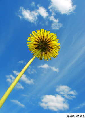 Image. Photograph of the head of a dandelion taken from ground level looking up at the sky in the background. Visible are the underside of the dandelion flower and its stem. Source D leonis.