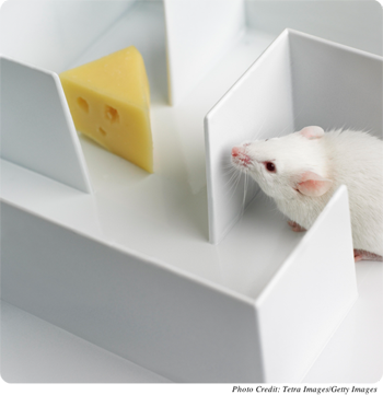 A mouse in a maze where it is clearly being studied for its ability to find the cheese.