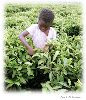 Child picking tea in Zimbabwe