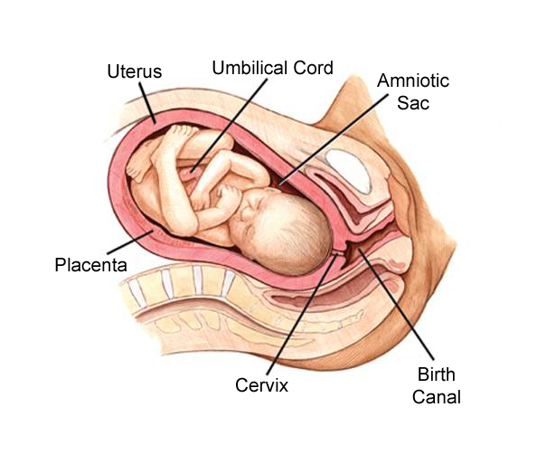 A full term fetus in the uterus with labels pointing to the uterus, umbilical cord, amniotic sac, birth canal, cervix, and placenta