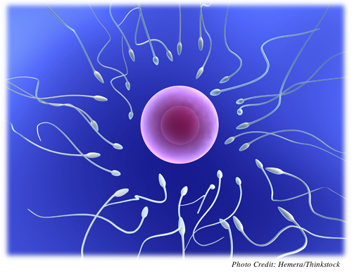 A color drawing of sperm approaching an ovum 
