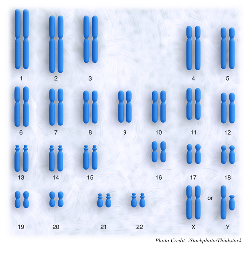 A color image the 23 pairs of chromosomes