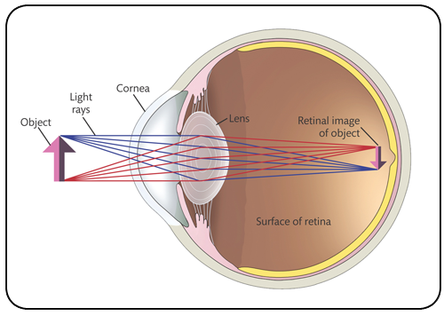 An illustration of the eye shows the various structures of the eye.  The cornea is the outer surface of the eye.  The lens is held in place just behind the pupil by muscles.  At the back of the eye is the retina.  Sight is based on light reflecting off an object.  The light passes through the cornea and lens hitting the retina.  Upon hitting the retina, the image is actually upside-down, but we are able to perceive the object as right-side-up.