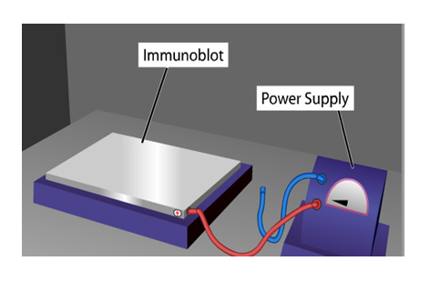 Immunoblot with Power Supply