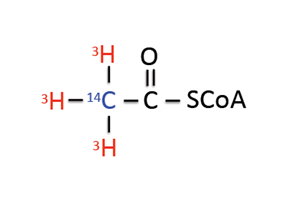 Radioactive acetyl CoA