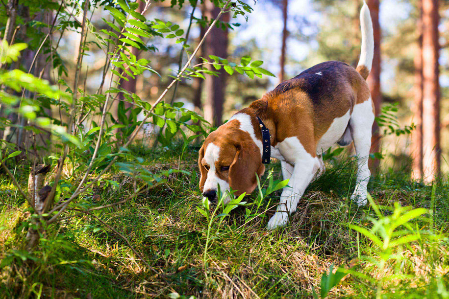 Photo: dog (beagle preferred) sniffing the ground or an object