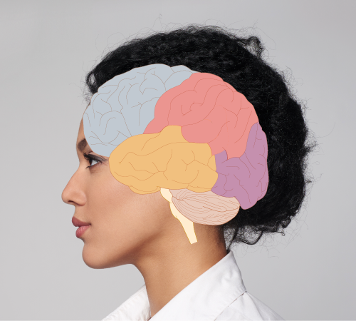 roll the cursor over a photo of a person’s head  to reveal a colorized illustration of the brain structures within that portion of the skull.