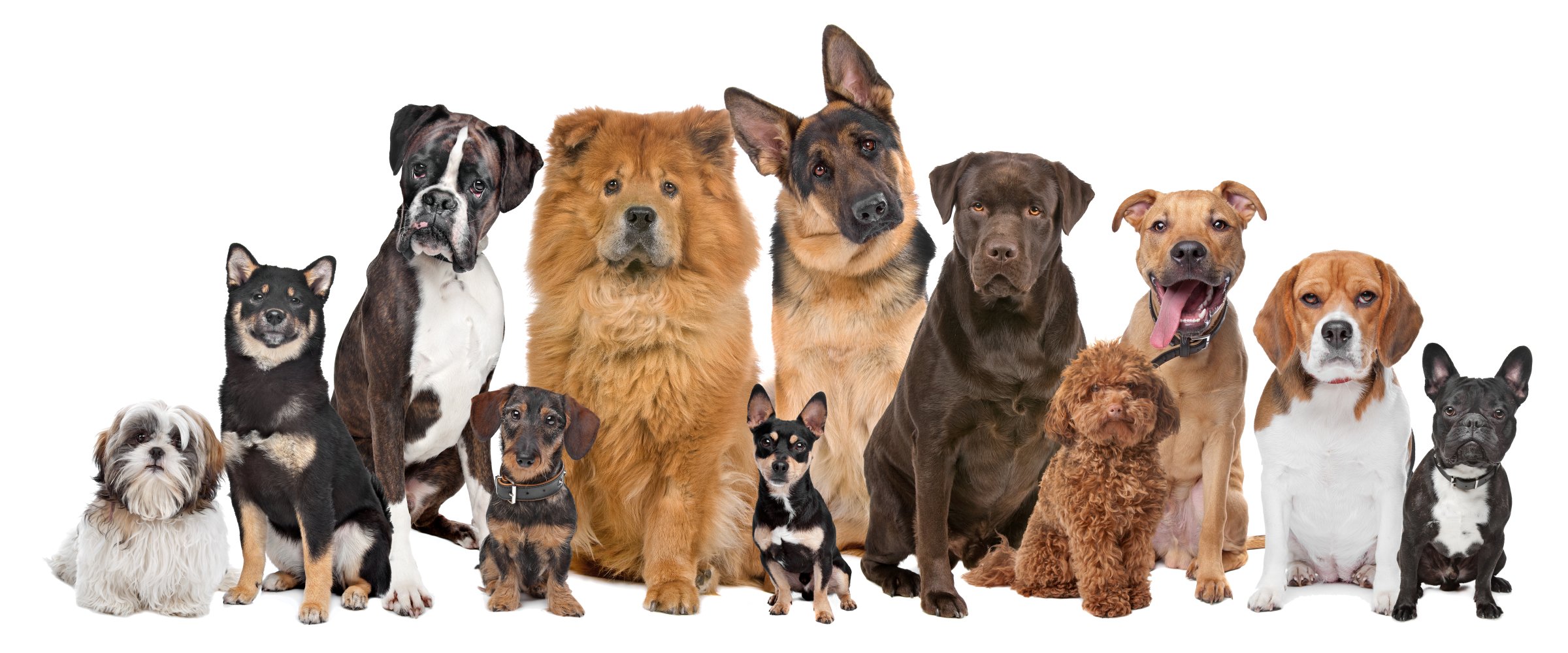 Photo: Group of dogs of different sizes and breeds