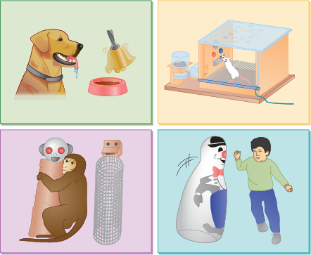 composite of several illustrations that show experiment procedures with people and animals
