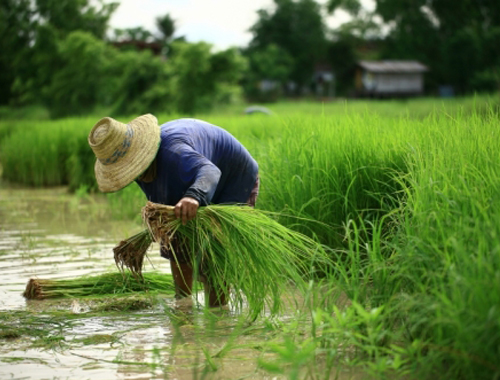A rice farmer is working in a field and transplanting paddy seedlings in ankle-deep water.