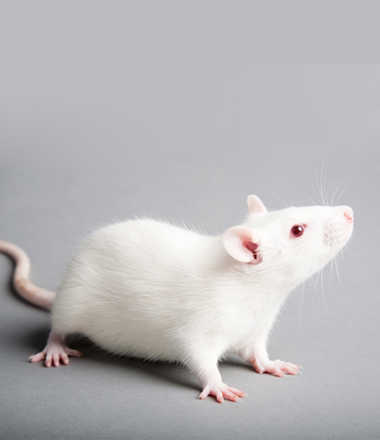 A side view of a white mouse standing on a grey surface and  looking upwards. 