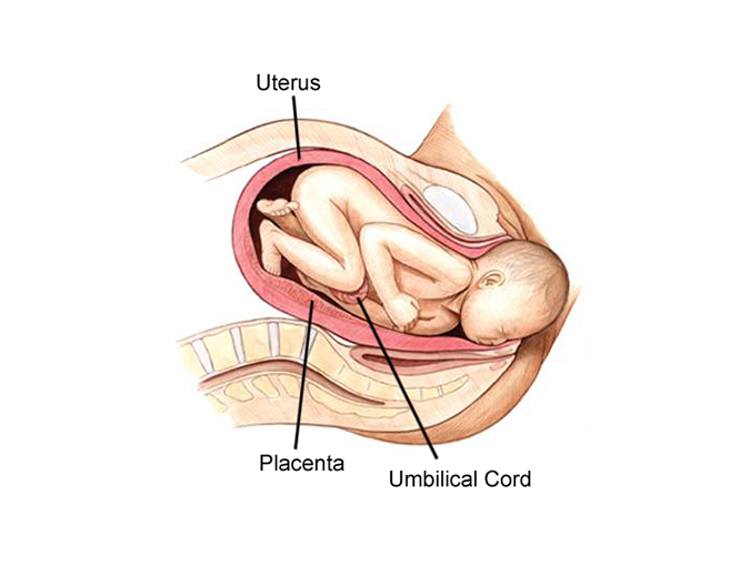 A full term fetus in the uterus with labels pointing to the uterus, umbilical cord, amniotic sac, birth canal, cervix, and placenta.  In the first image, the crown of the baby’s head is visible at the opening of the vagina.  In the second image, the shoulders are visible, and the doctor gets involved in effort to guide the baby safely out.