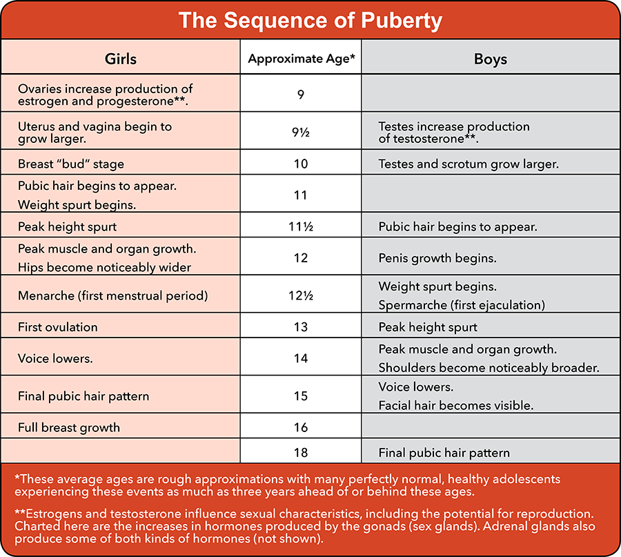 This table lays out the significant developments of puberty for boys and girls and their approximate age of onset.  At approximately age 9 in girls, the ovaries increase production of estrogen and progesterone.  At approximately age 9 1/2, the uterus and vagina begin to grow larger.  At approximately age 10, breasts begin to develop.  At approximately age 11, pubic hair begins to appear, and a weight spurt begins.  At approximately age 11 1/2, the height spurt reaches its peak. At approximately age 12, females generally reach the peak of their organ growth and muscle development, and their hips become noticeably wider.  At approximately age 12 ½, girls experience menarche, which is their first menstrual period.  At approximately age 13, girls have their first ovulation.  At approximately age 14, their voice lowers.  At approximately age 15, they develop their final pubic hair pattern.  At approximately age 16, they have full breast growth.  At approximately age 9 1/2, boys’ testes increase production of testosterone.  At approximately age 10, their testes and scrotum grow larger.  At approximately age 11 1/2, boys’ pubic hair begins to grow.  At approximately age 12, the penis begins to grow.  At approximately age 12 ½, boys experience a weight spurt and their first ejaculation.  At approximately age 13, boys have their peak height spurt.  At approximately age 14, boys experience peak muscle and organ growth, and their shoulders become noticeably broader.  At approximately age 15, their voices lower, and facial hair becomes visible.  At approximately age 18, boys show the final pubic hair pattern.  Please note that these average ages are rough approximations, with many perfectly healthy adolescents as much as three years ahead of or behind these ages.  Also,  estrogen and testosterone influence sexual characteristics, including the potential for reproduction. Charted in this table are the increases in hormones produced by the gonads (sex glands). Adrenal glands produce some of both kinds of hormones (not shown).