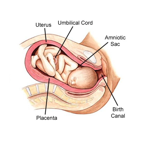 A full term fetus in the uterus with labels pointing to the uterus, umbilical cord, amniotic sac, birth canal, cervix, and placenta.  The cervix has reached its full dilation as the body prepares to move the baby through the birth canal.