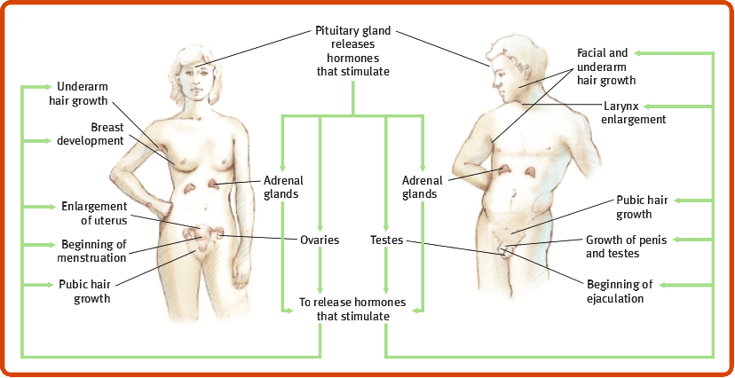 An illustration depicts some aspects of the cycle of hormones described on this screen.  A drawing of a male and female body points out the pituitary gland in the brain that releases hormones that stimulate the adrenal glands that reside just below the rib cage and the ovaries and testes.  Hormones from the adrenal glands and the ovaries stimulate the changes of puberty, which include growth of pubic hair, onset of menstruation, enlargement of the uterus, breast development, and growth of underarm hair in females and ejaculation, growth of the penis and testes, growth of pubic hair, enlargement of the larynx, and growth of facial and underarm hair in males.