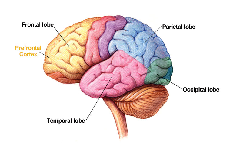 A drawing showing the side view of the brain.  Labels show the occipital lobe at the back of the brain, the parietal lobe toward the top back of the brain, the temporal lobe just above the brain stem at the top of the spinal cord, and the frontal lobe just behind the forehead and the front of the skull.  The prefrontal cortex is a section of the frontal lobe directly behind the forehead.
