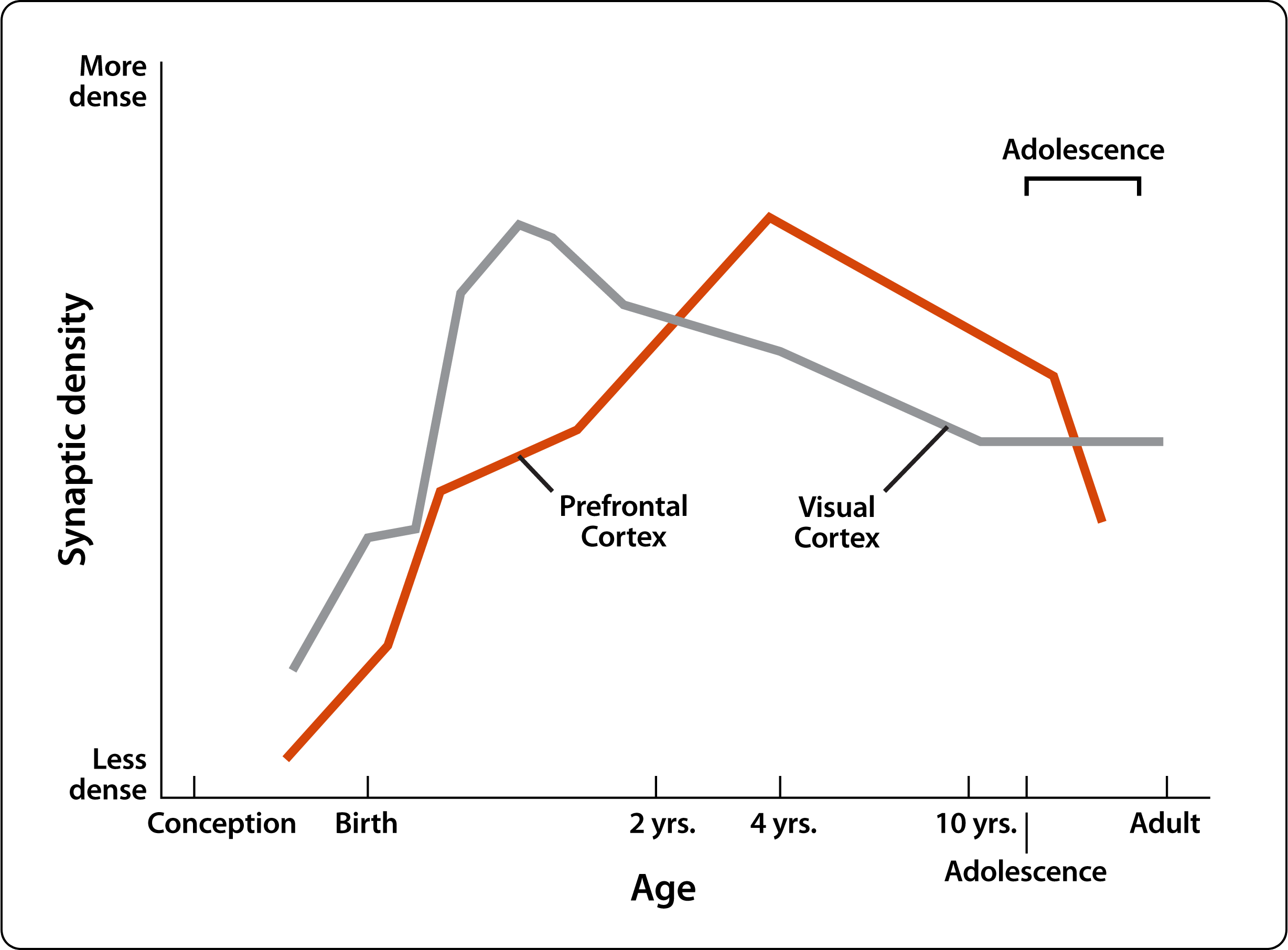 Graph showing the change in synaptic density over time for both the prefrontal cortex and visual cortex.  The synaptic density in the prefrontal cortex steadily climbs until about 4 years old and then makes a gradual decline into adolescence.  There is a steep decline in synaptic density between adolescence and adulthood.  The synaptic density in the visual cortex climbs steeply from birth until the first year of life.  Then, the synaptic density makes a gradual decline from one year old into adulthood.