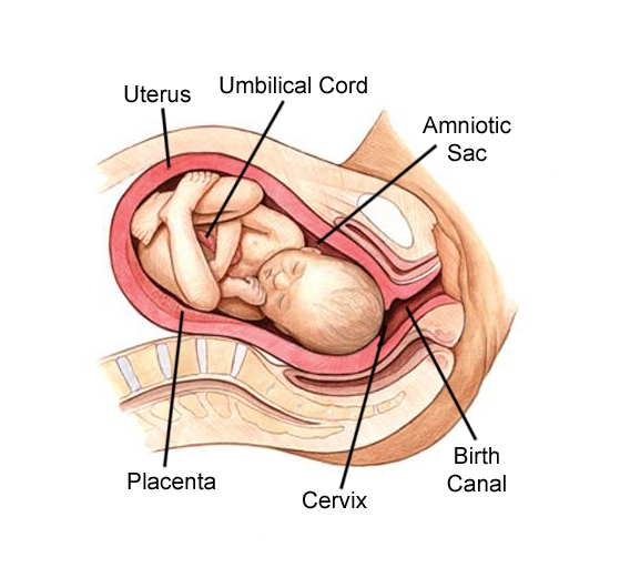 A full term fetus in the uterus with labels pointing to the uterus, umbilical cord, amniotic sac, birth canal, cervix, and placenta.  The cervix is starting to dilate.