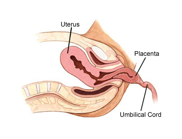 The placenta and umbilical cord being expelled as afterbirth