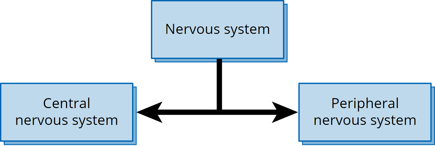 The image is a simple flow chart. The Nervous System is comprised of two systems, the central nervous system and peripheral nervous systems. These two systems are joined by a double-headed arrow.