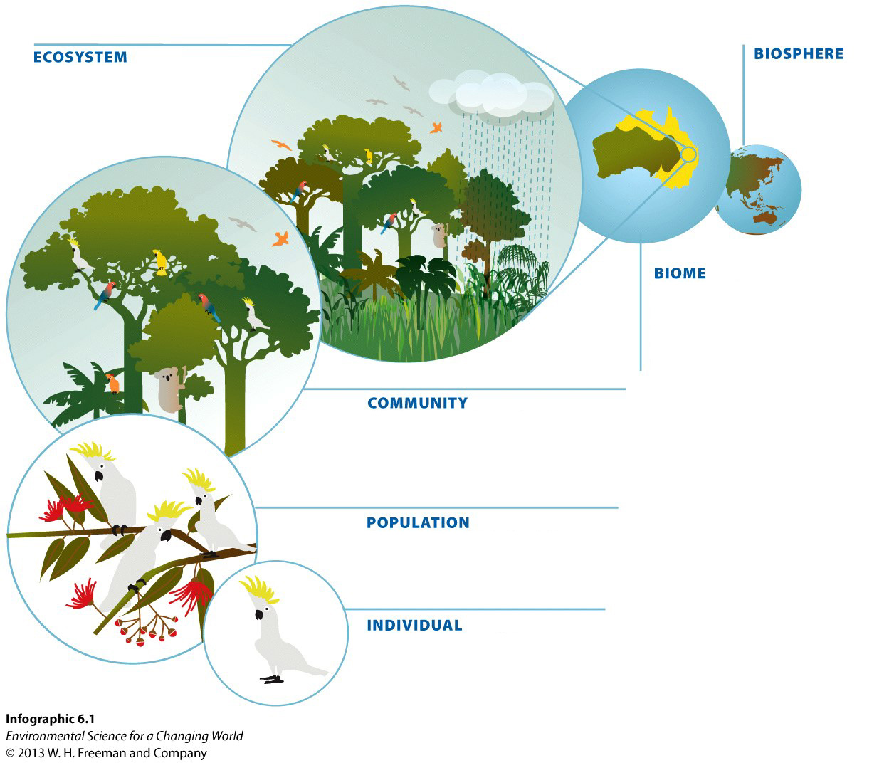 Infographic 6.1 Organization of Life: From Biosphere to Individual