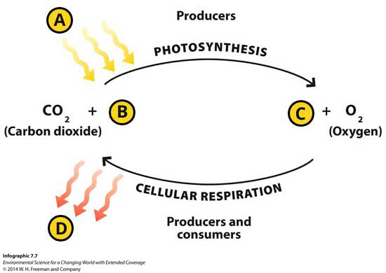 Infographic 7.7: Carbon Cycles Via Photosynthesis and Cellular Respiration