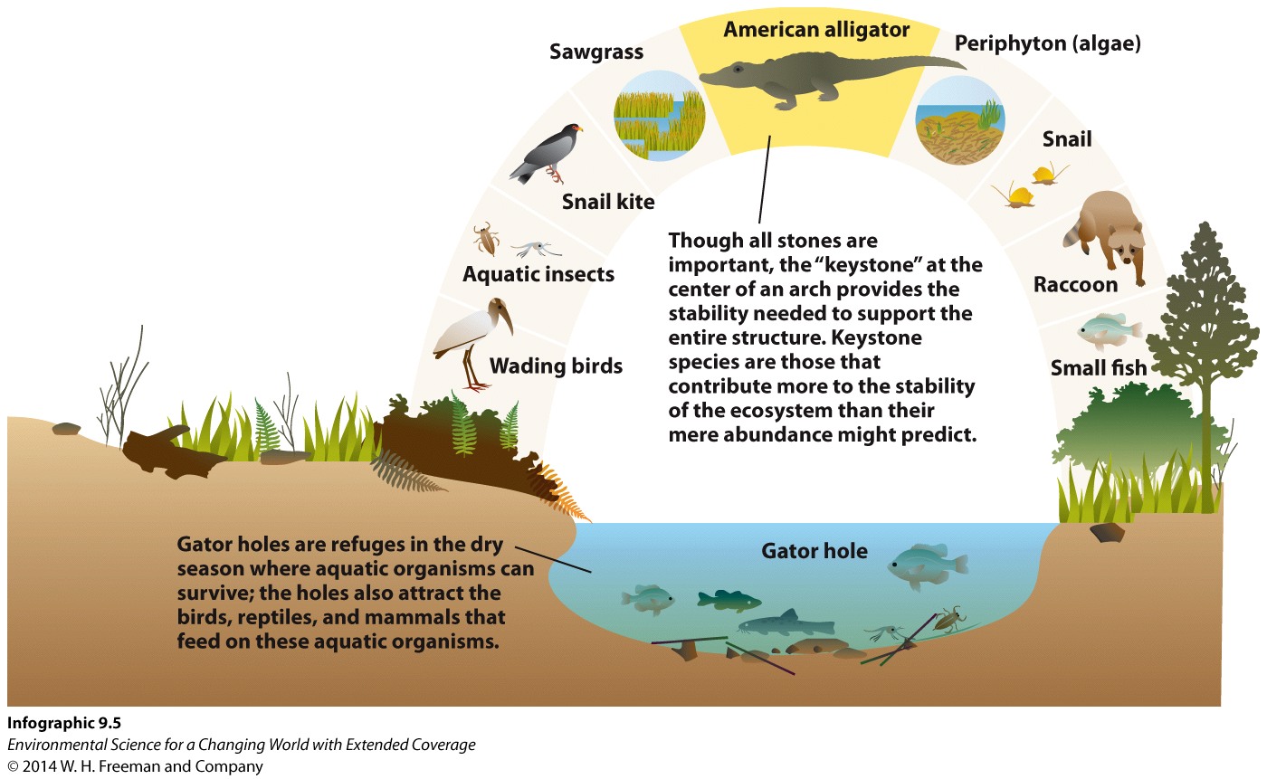 Infographic 9.5: Keystone Species Support Entire Ecosystems
